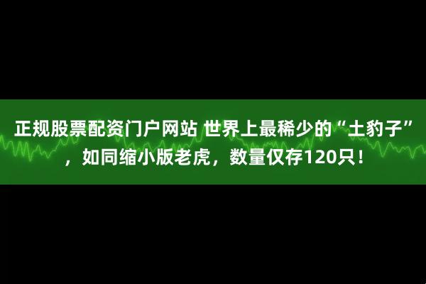 正规股票配资门户网站 世界上最稀少的“土豹子”，如同缩小版老虎，数量仅存120只！